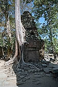 Ta Prohm temple - silk-cotton trees rising over the ruins